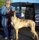 Fort St. Clair dog show